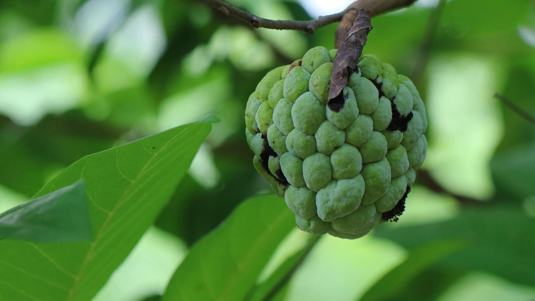 Fruto joven srikaya que todavía está en la rama del árbol. foto