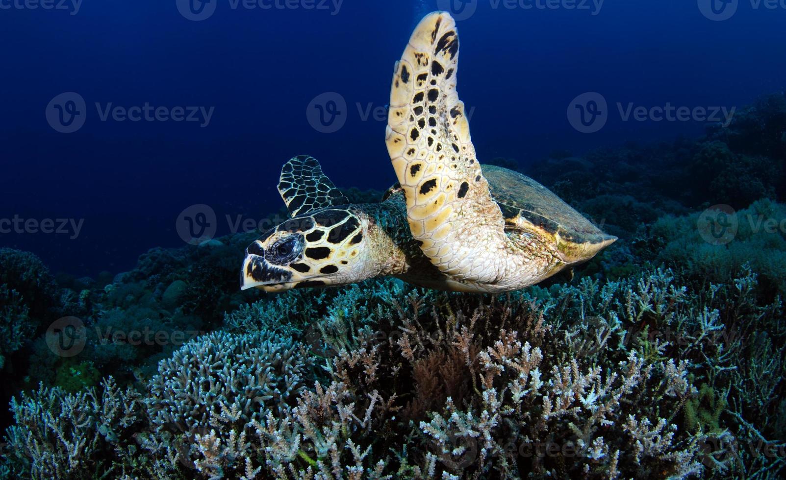 tortuga carey en el mar foto