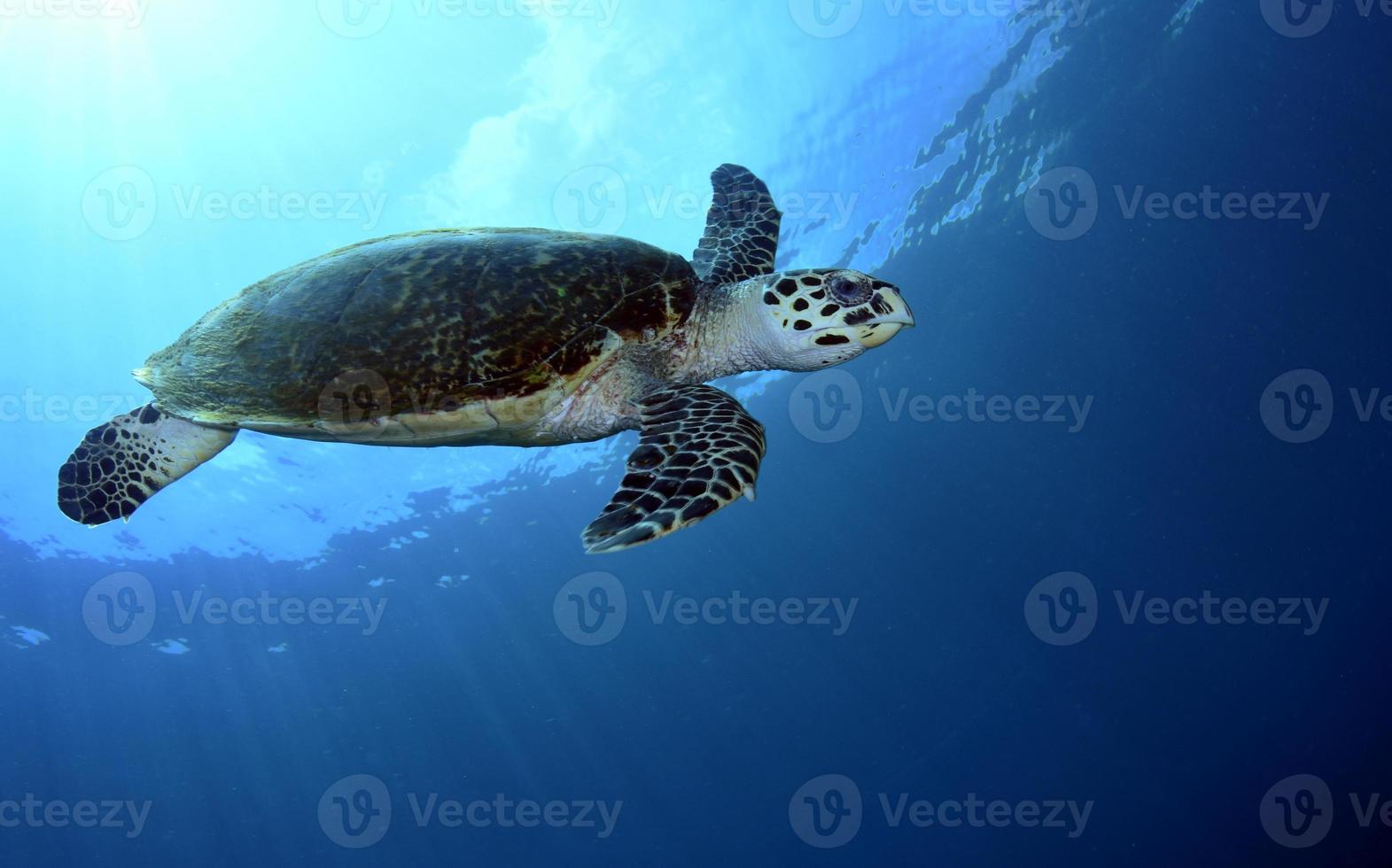 Hawksbill Sea Turtle in the sea photo