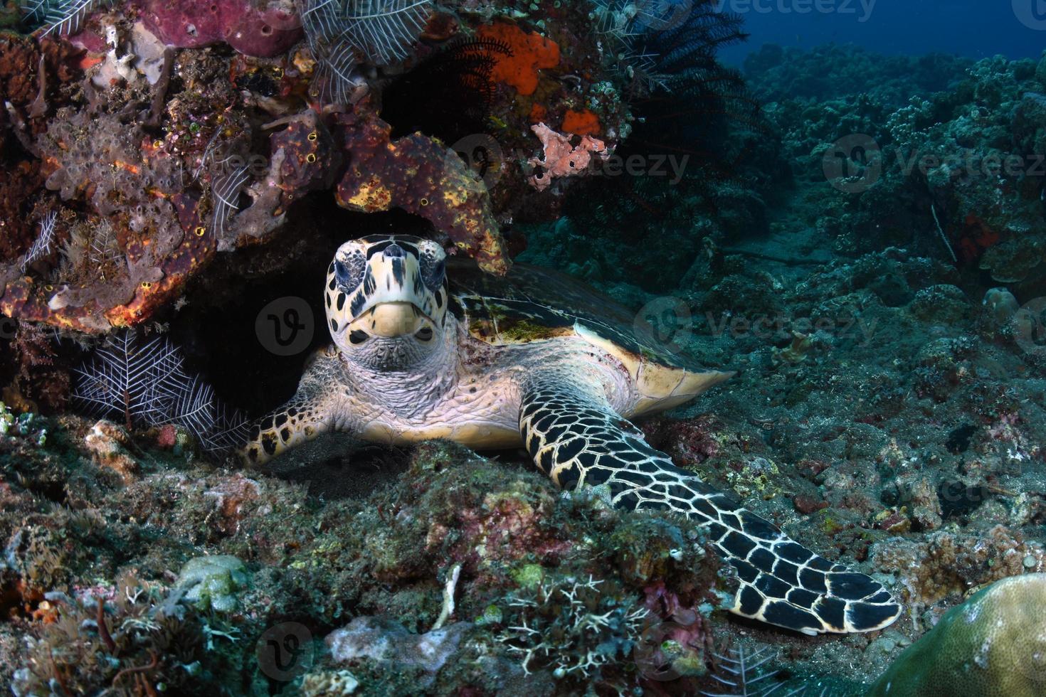 Hawksbill Sea Turtle in the sea photo