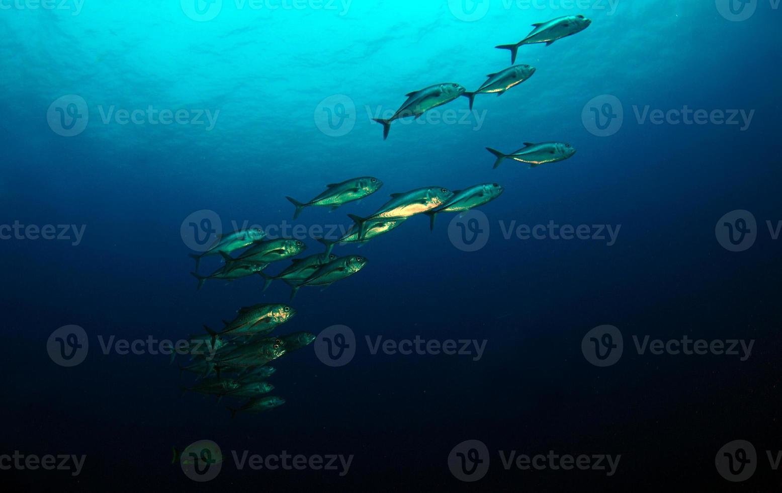 A school of fish in the open sea photo