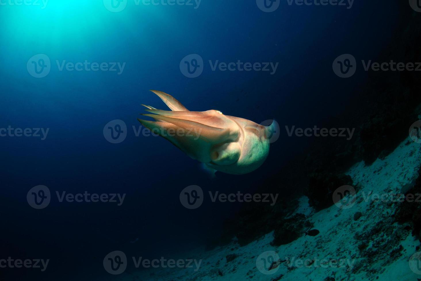 Giant Broadclub Cuttlefish in the open sea photo