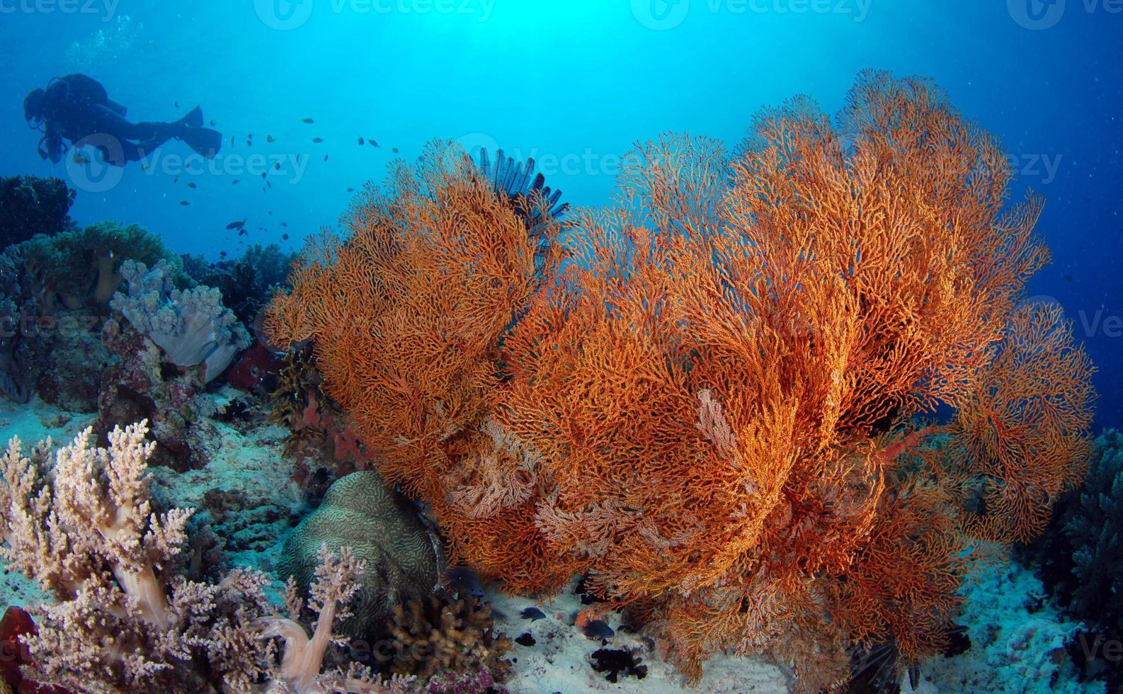 increíbles arrecifes de coral foto