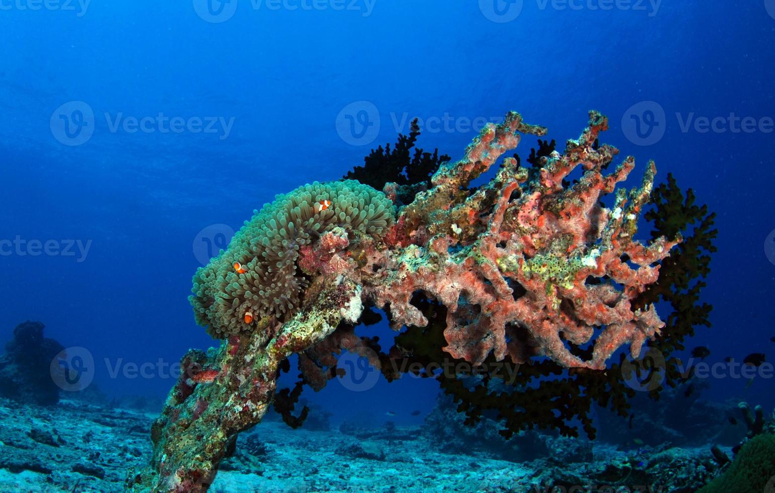 increíbles arrecifes de coral foto