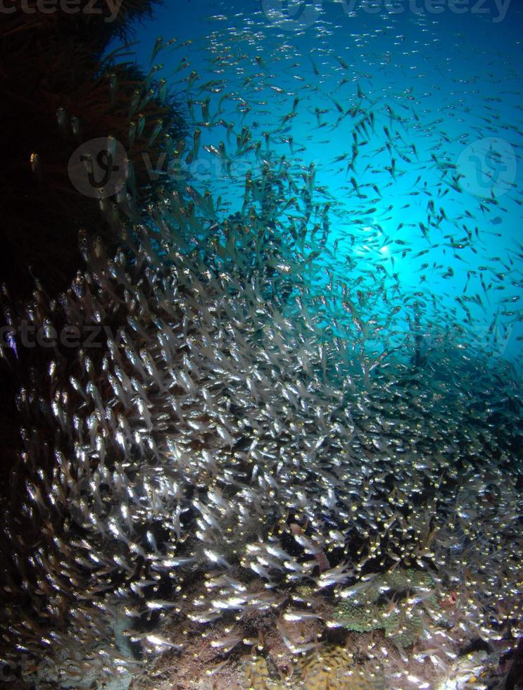 escuela de diminutos peces de cristal foto