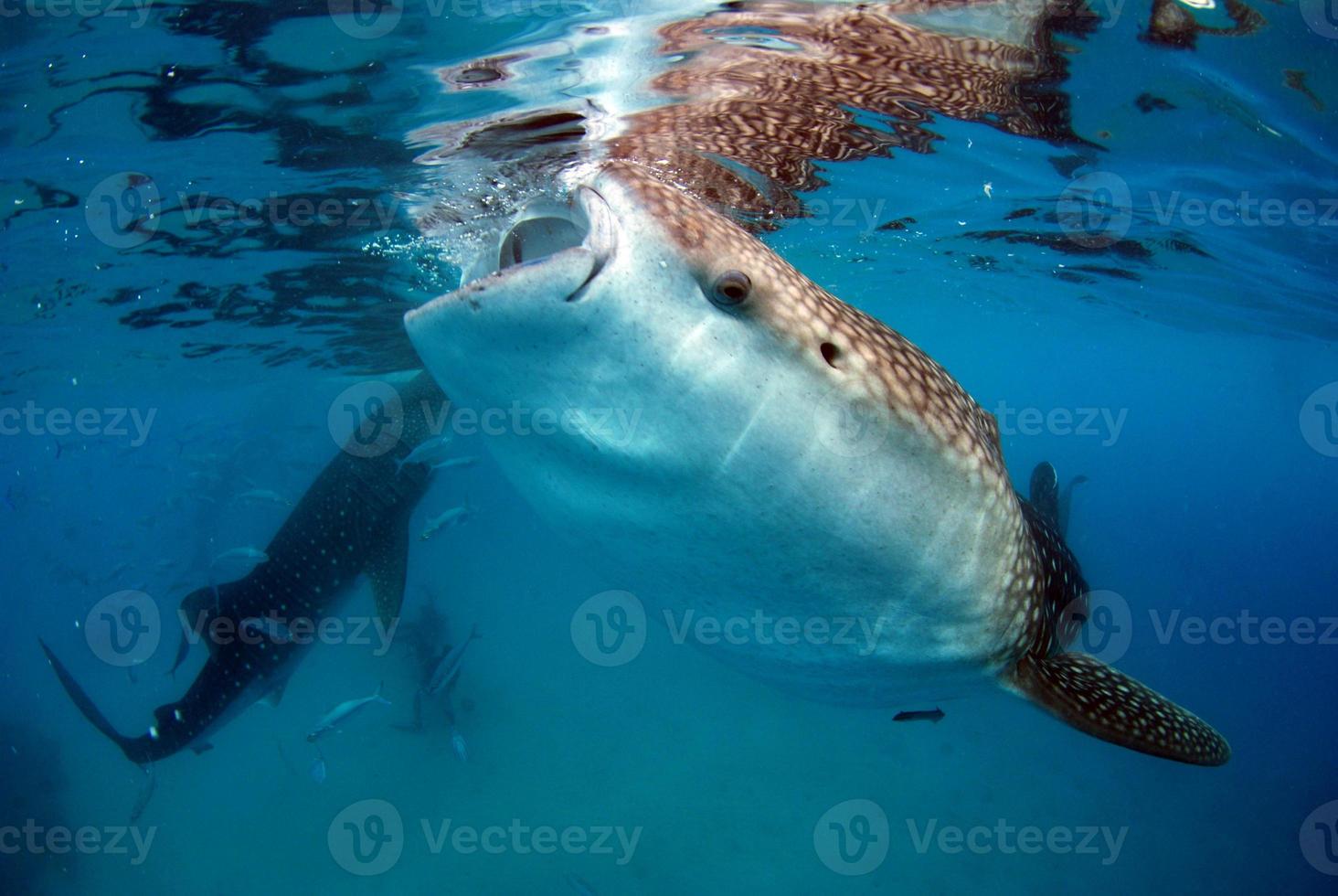 Feeding Whale Sharks in the Philippines photo