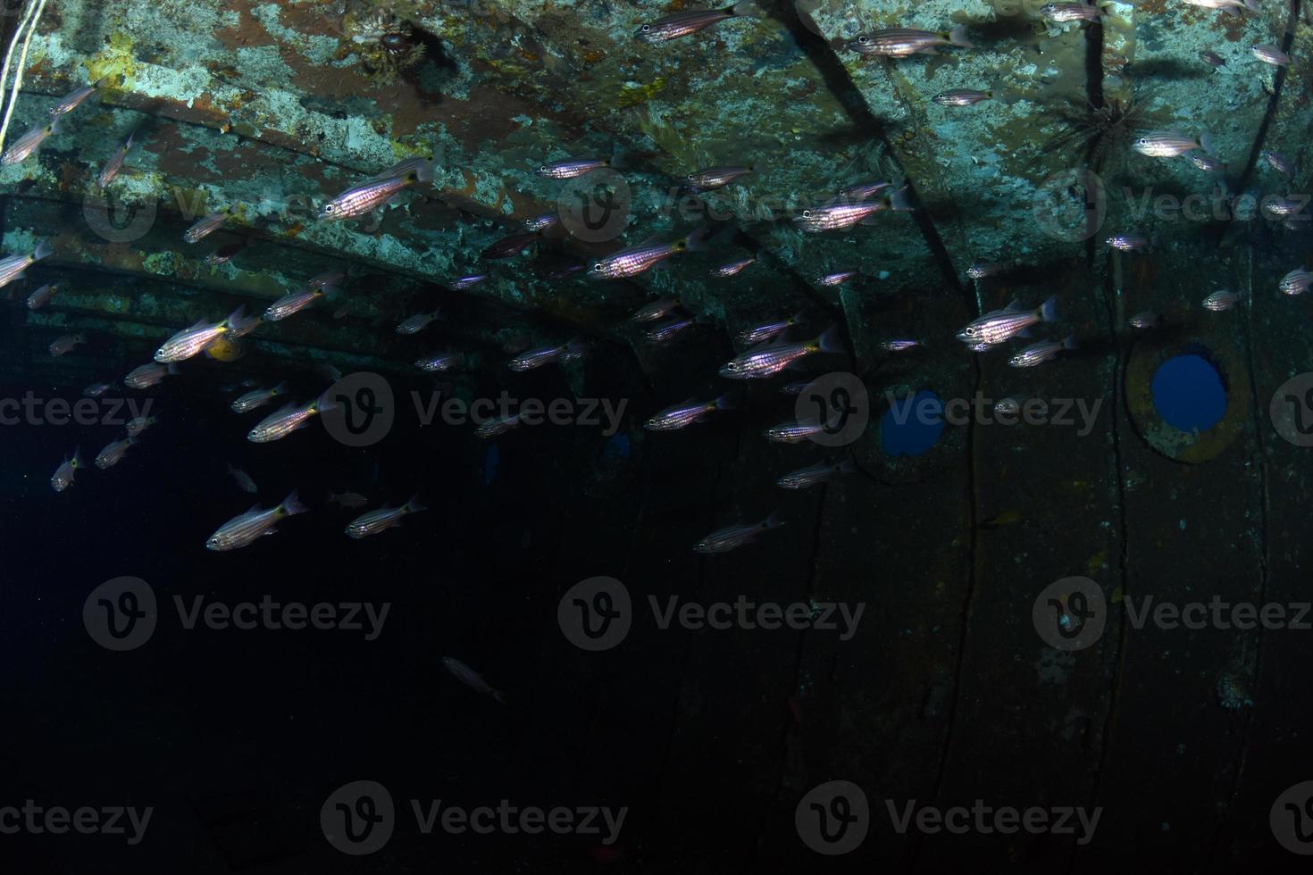 Boga ship wreck. Underwater world of Bali photo