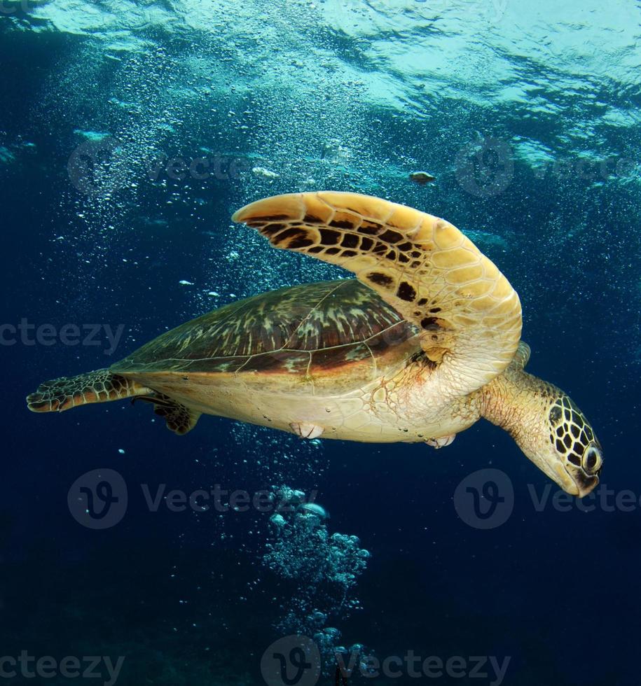 Green sea turtle swims near Apo island, Philippines photo