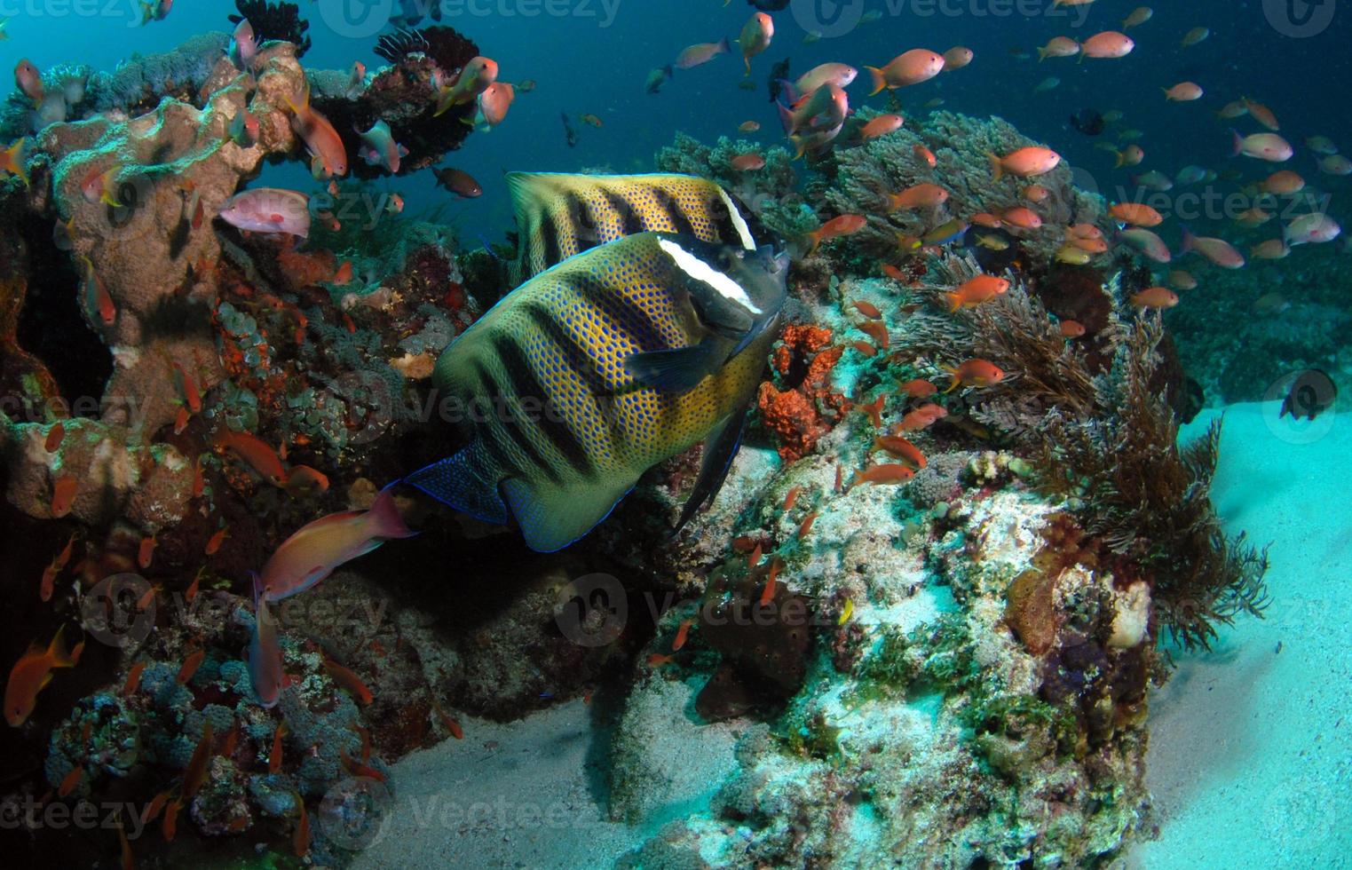 A couple of Sixbar Angelfish swims beside corals photo