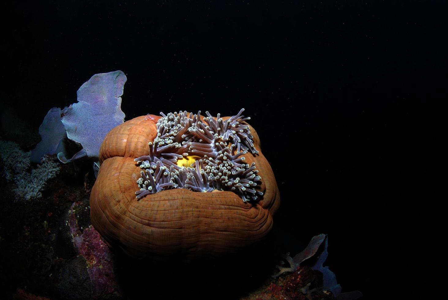 Sea anemone in the sea photo