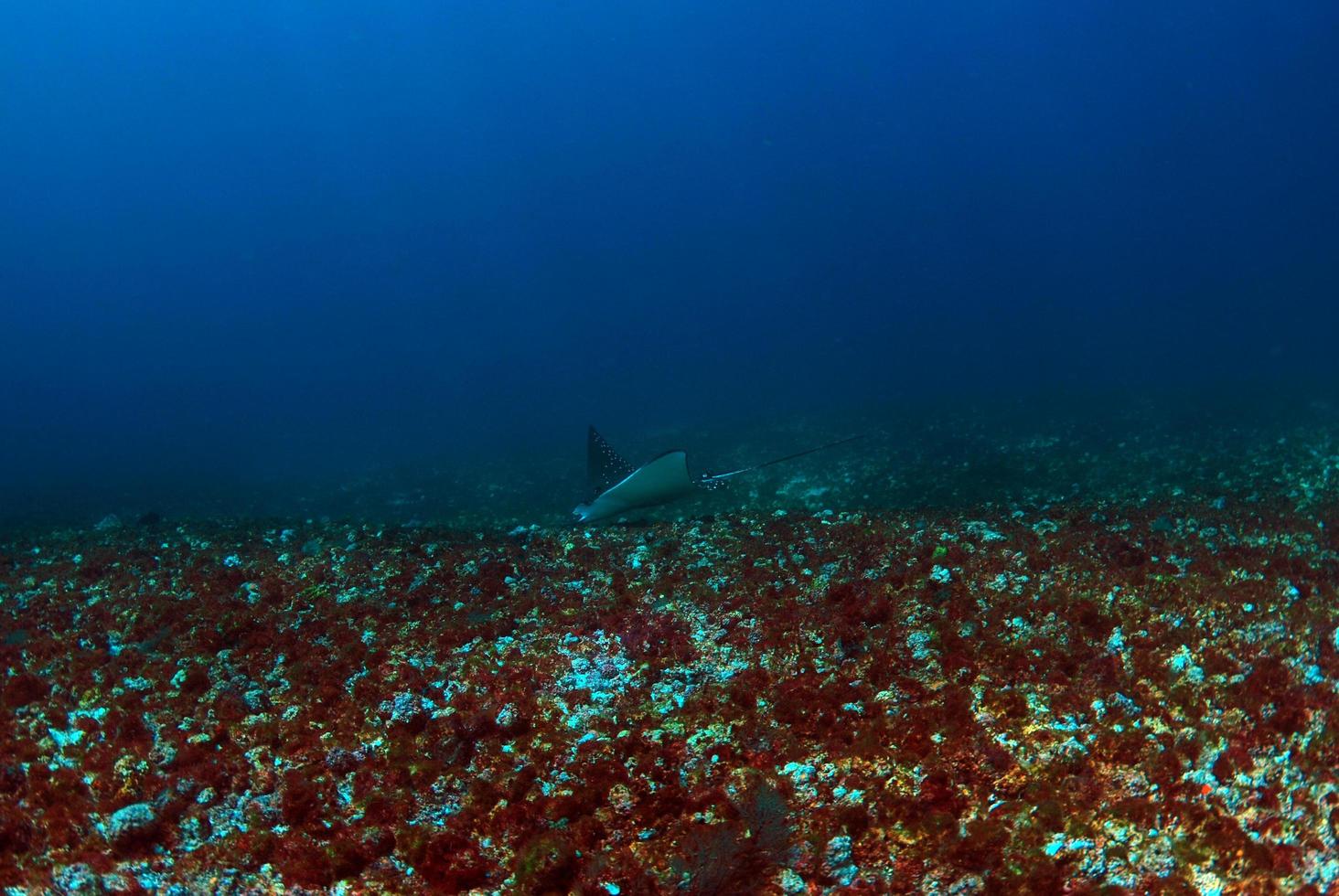 Eagle ray swims along a seabed photo