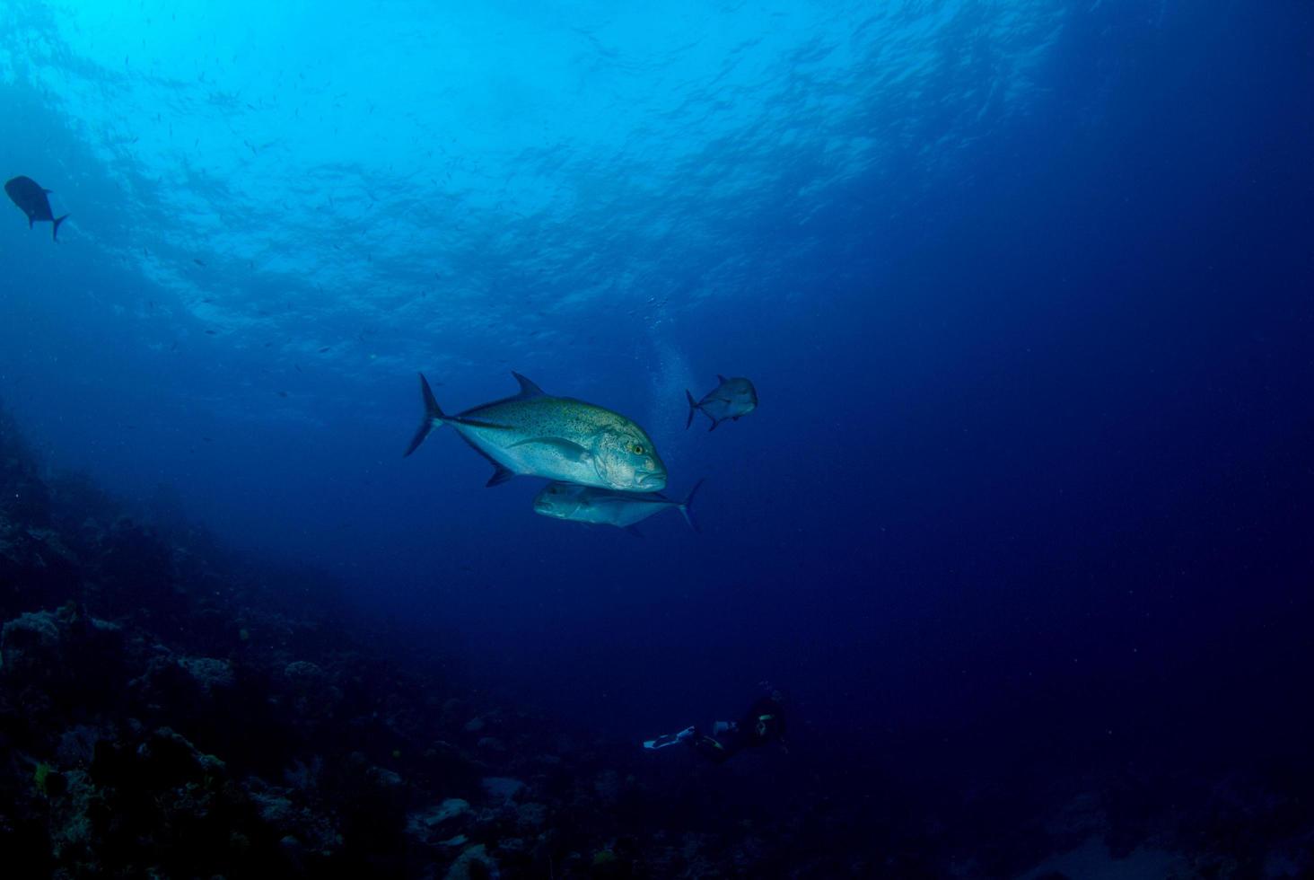 un pequeño banco de peces jureles de aleta azul foto