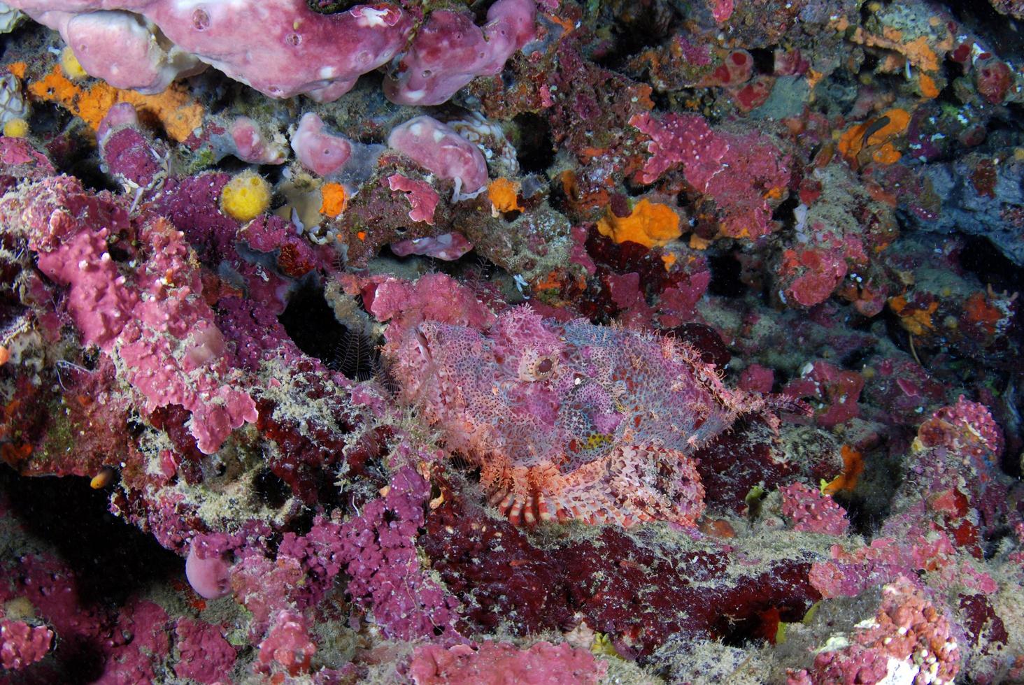 Scorpionfish is hiding in a coral reef photo