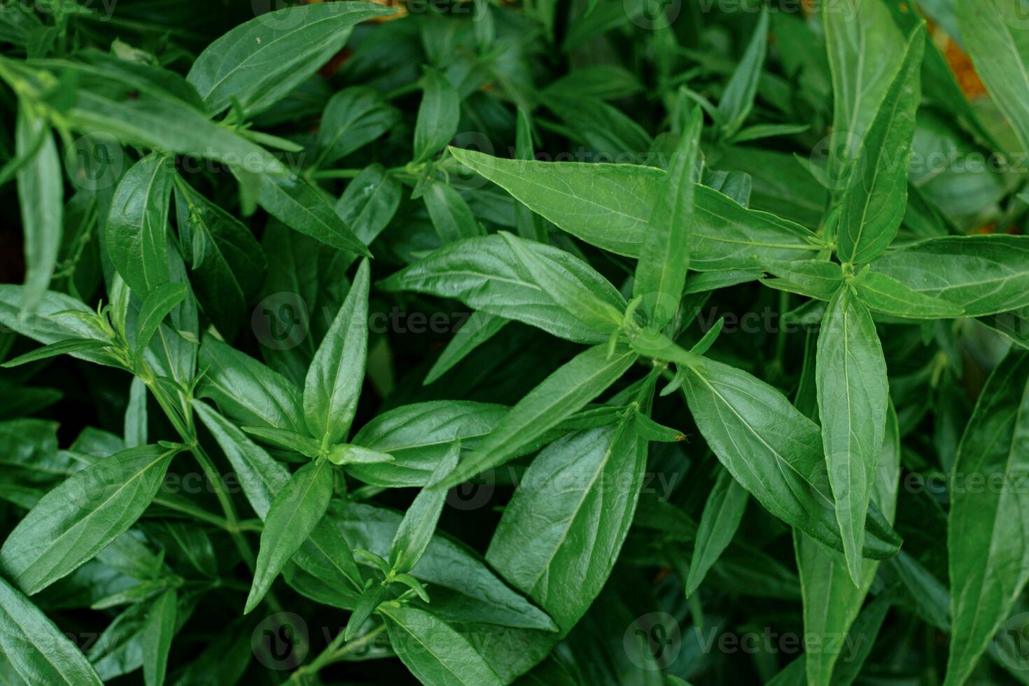 hojas de plantas orgánicas a base de hierbas tailandesas foto