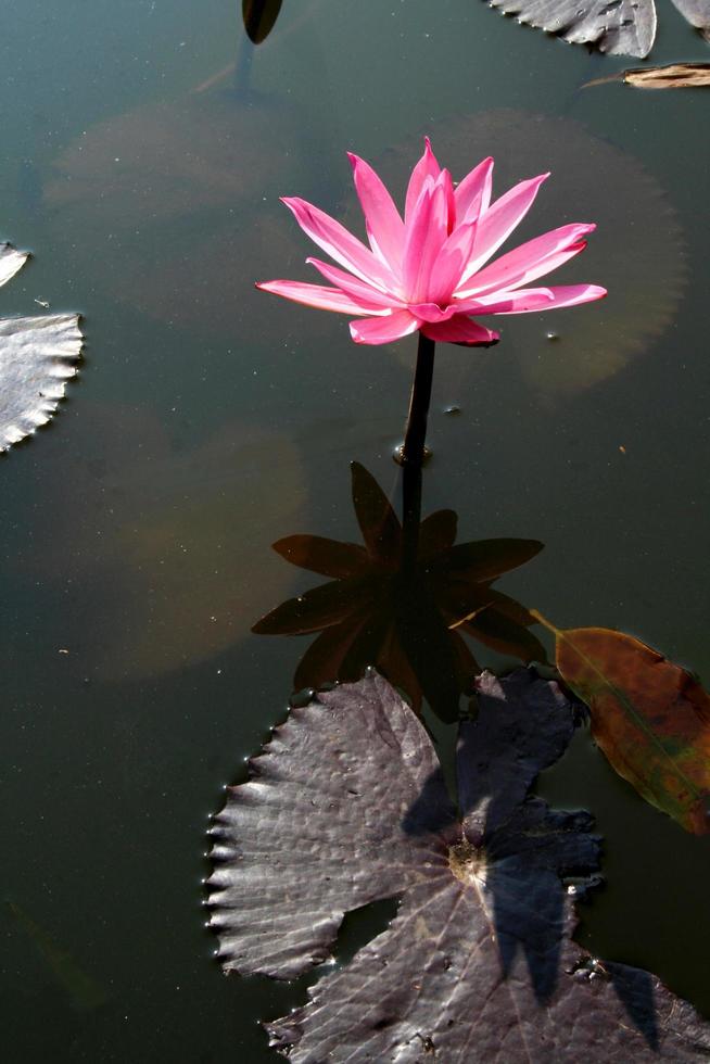 flor de loto rosa en un estanque foto