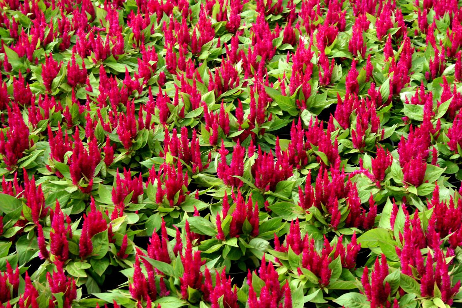 cama de flores rojas foto