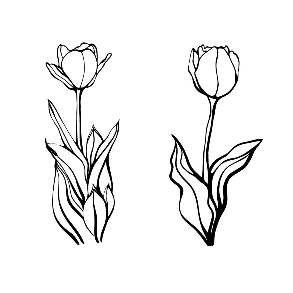 tulip flowers. hand drawn vector illustration 3316406 Vector Art at ...