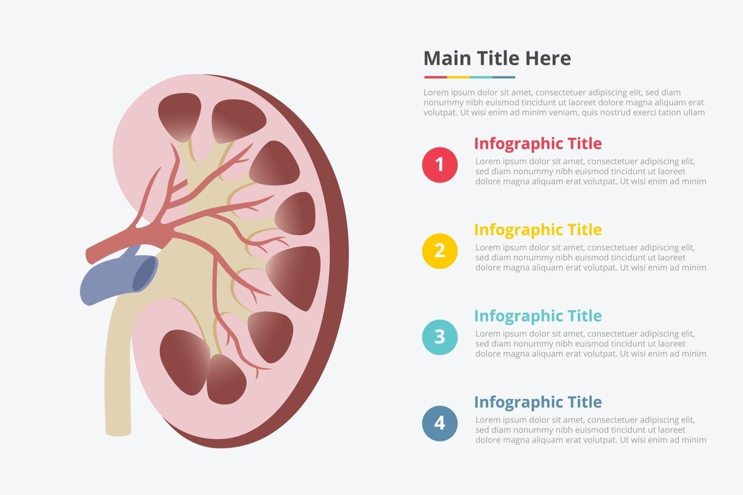 infografía de riñón humano con algún punto vector