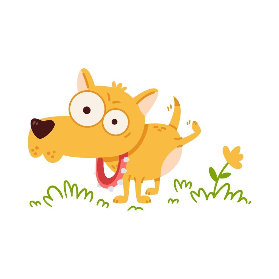 Little dog with big eyes pee on flower. Chihuahua in collar spikes. vector