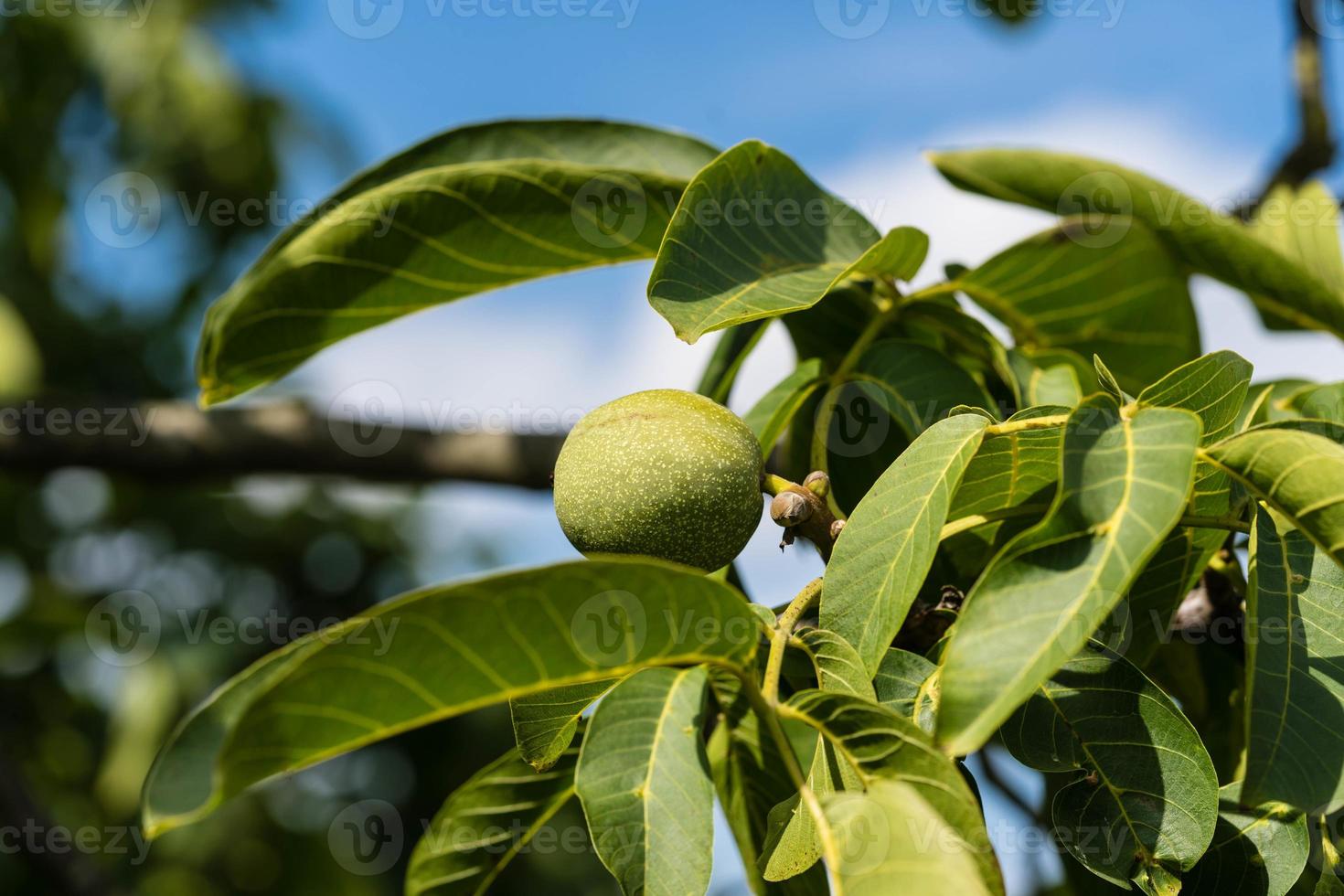 Fruits of a walnut tree photo