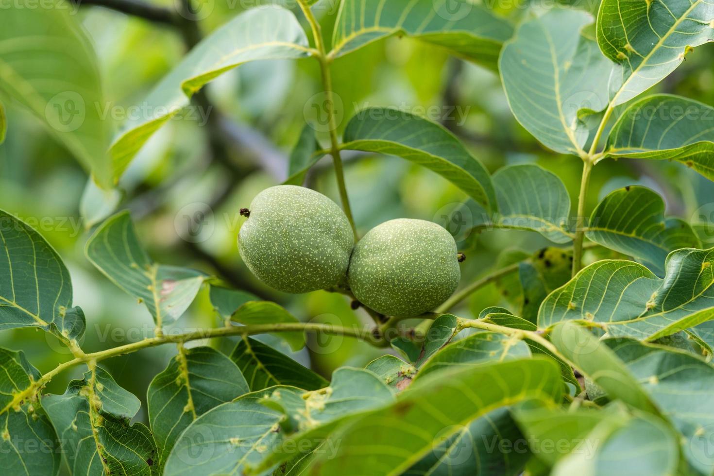 Fruits of a walnut tree photo