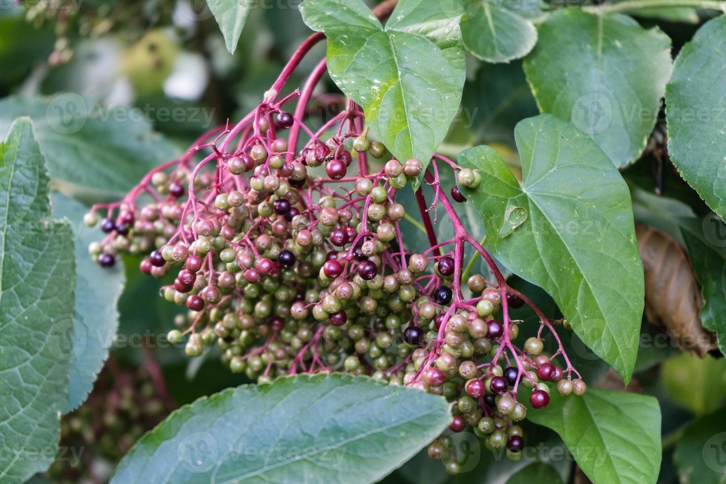 Black elderberries sambucus at an elderberry bush photo