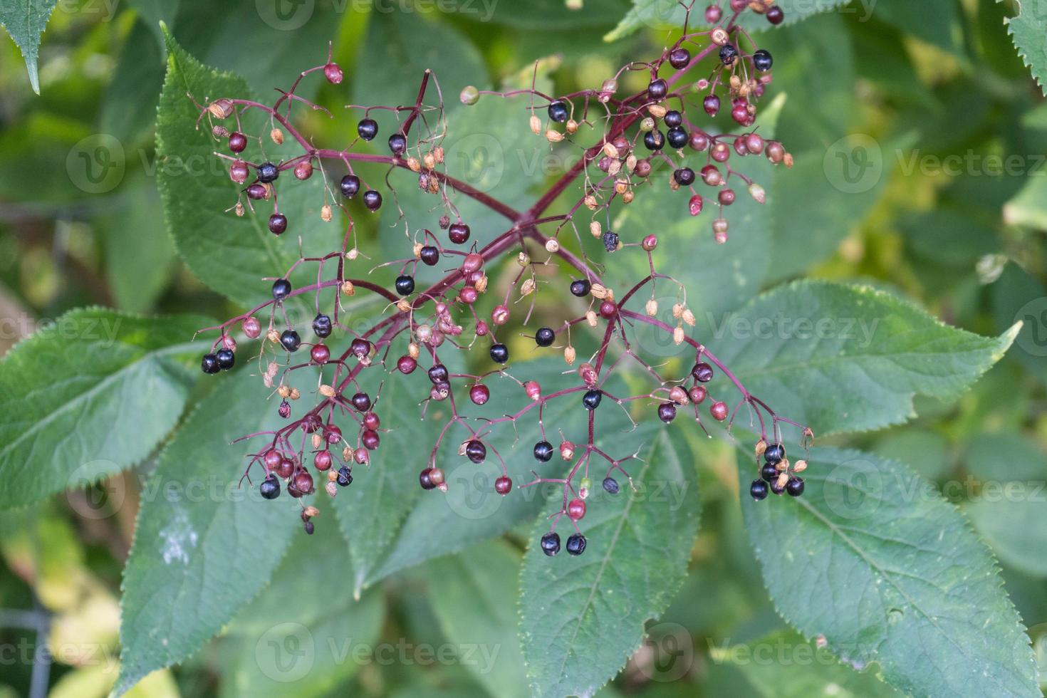 Black elderberries sambucus at an elderberry bush photo