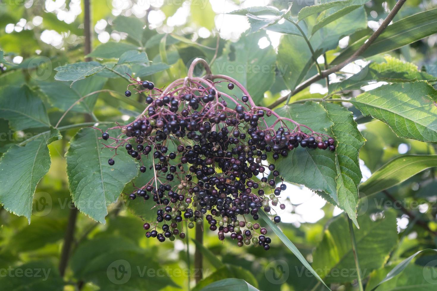 Black elderberries sambucus at an elderberry bush photo