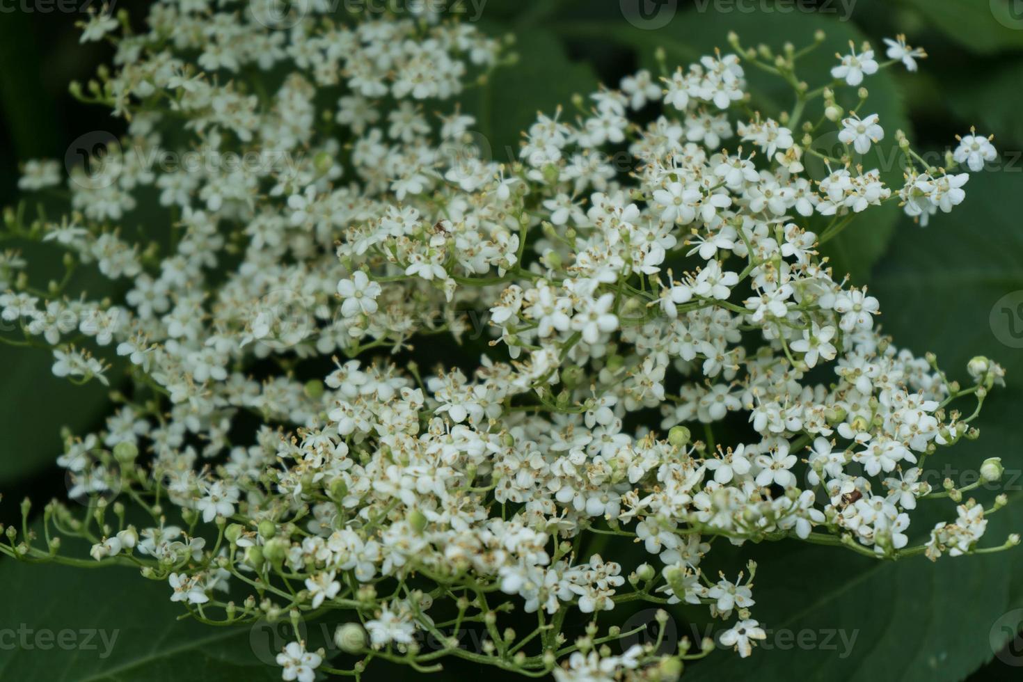 Black elderberries sambucus at an elderberry bush photo