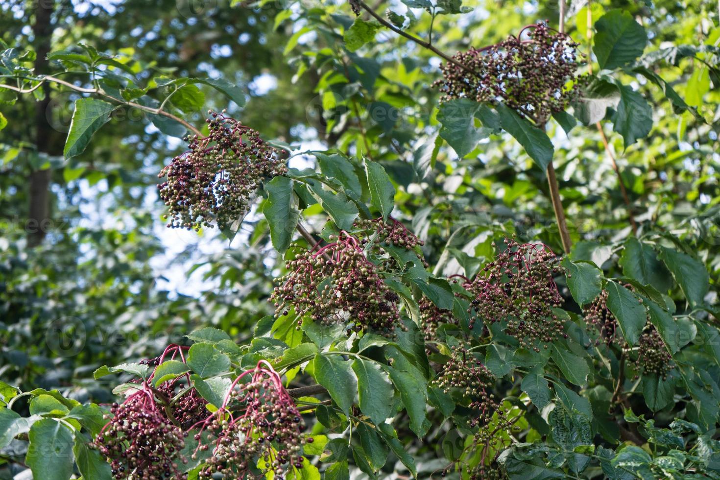 Black elderberries sambucus at an elderberry bush photo
