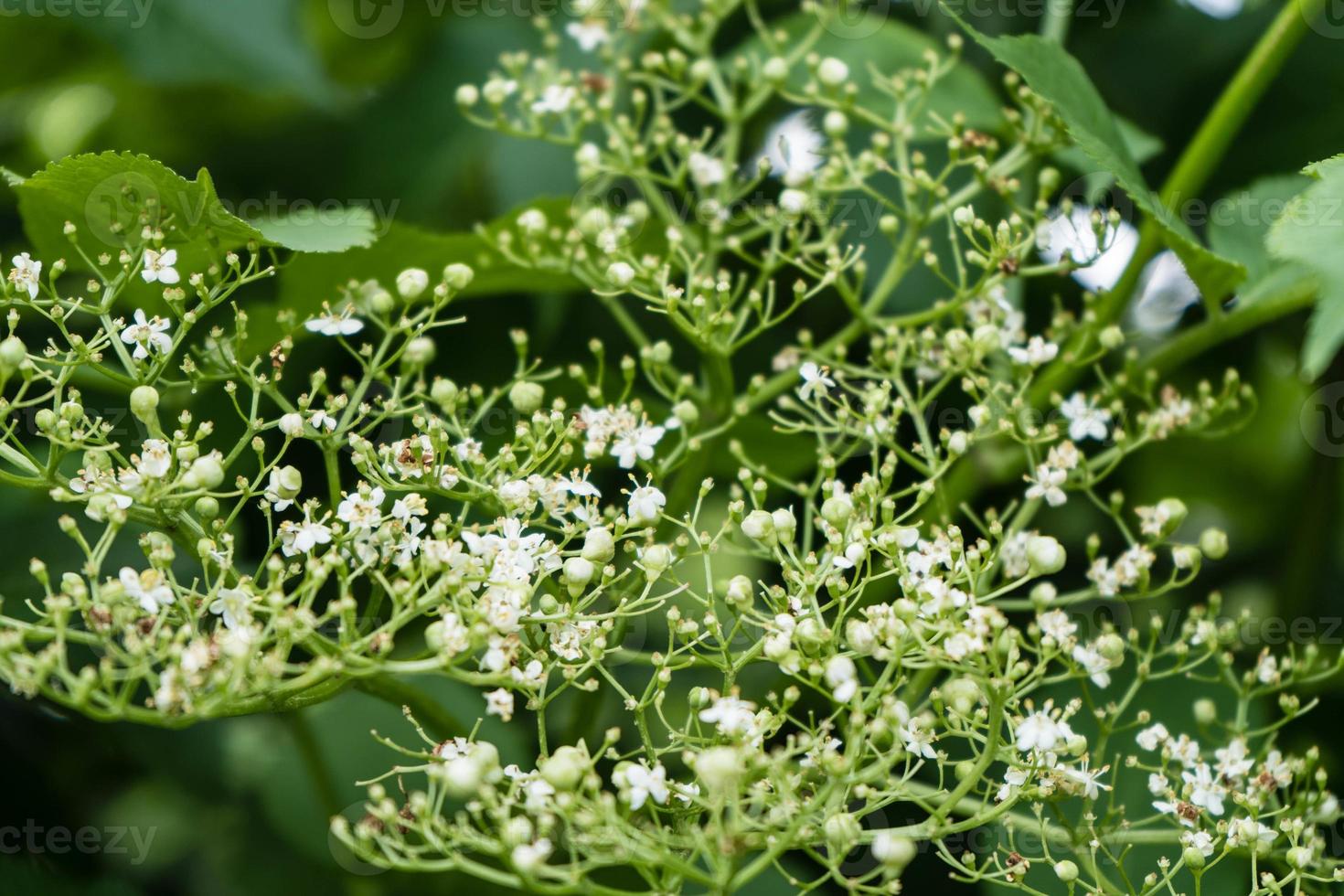 Black elderberries sambucus at an elderberry bush photo