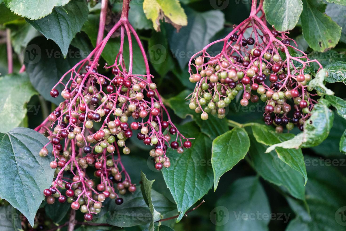 Black elderberries sambucus at an elderberry bush photo