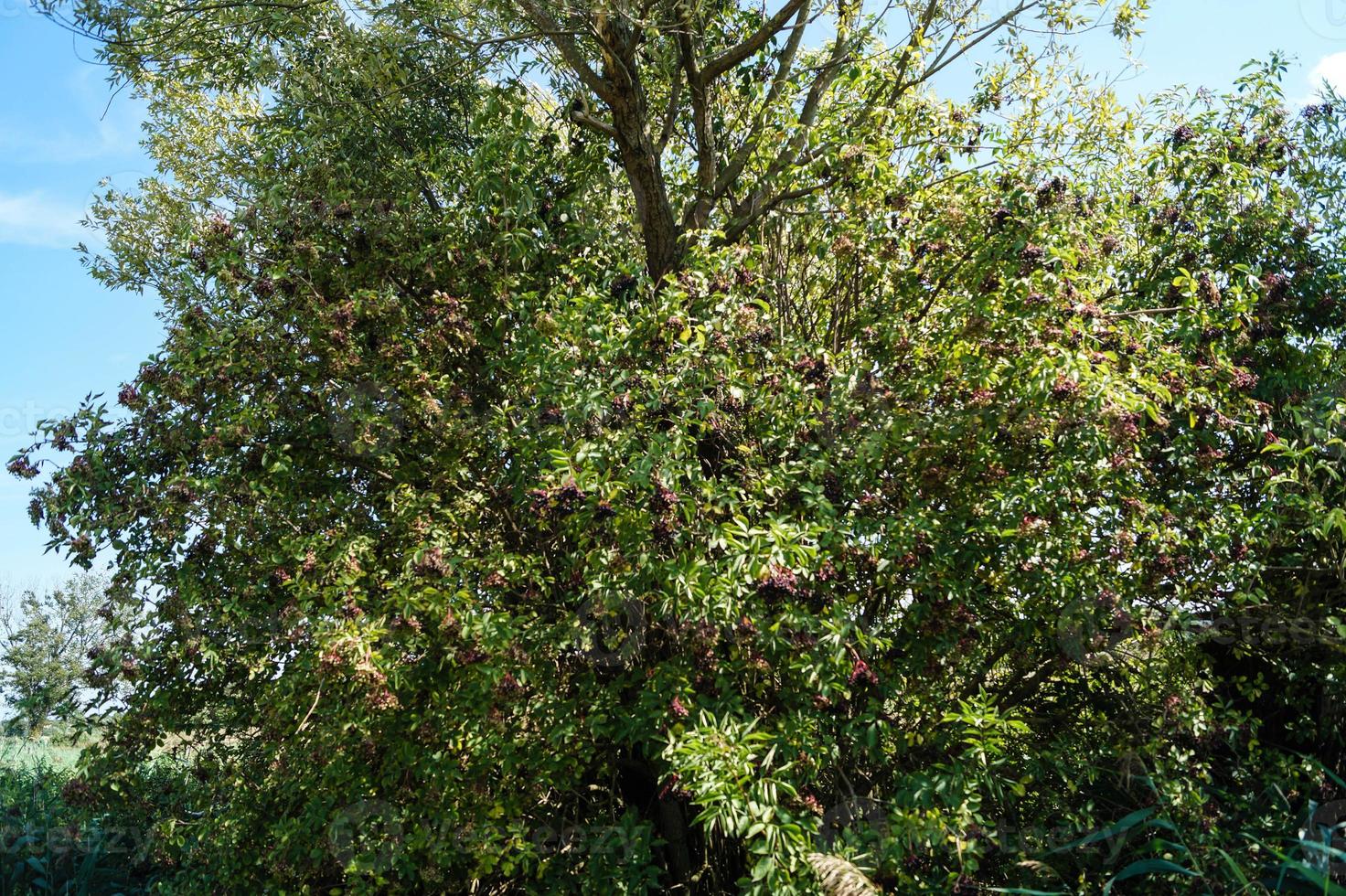 Sambucus de saúco negro en un arbusto de saúco foto