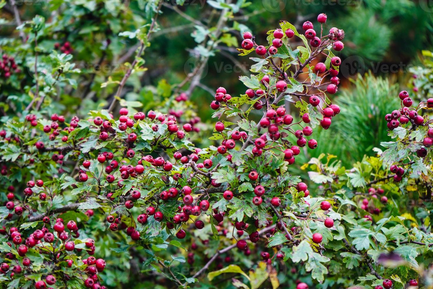 bayas rojas del árbol crataegus foto