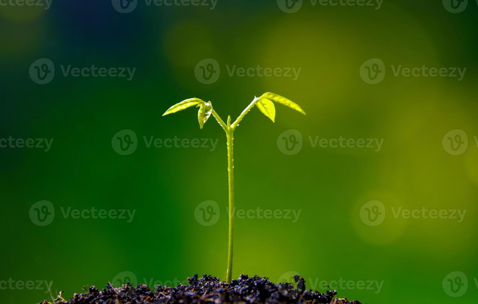 Brote de hojas de siembra de plantas jóvenes en el bosque foto