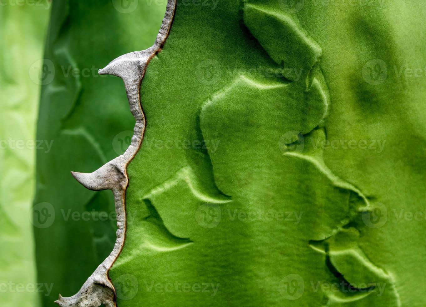 Succulent plant close-up, fresh leaves detail of Agave titanota Gentry photo