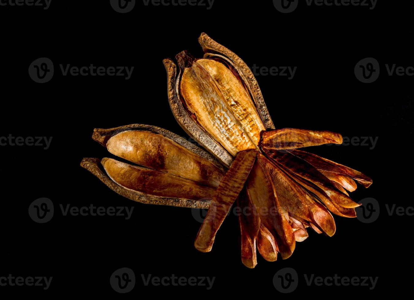 Pods and seeds of Mahogany on black background photo