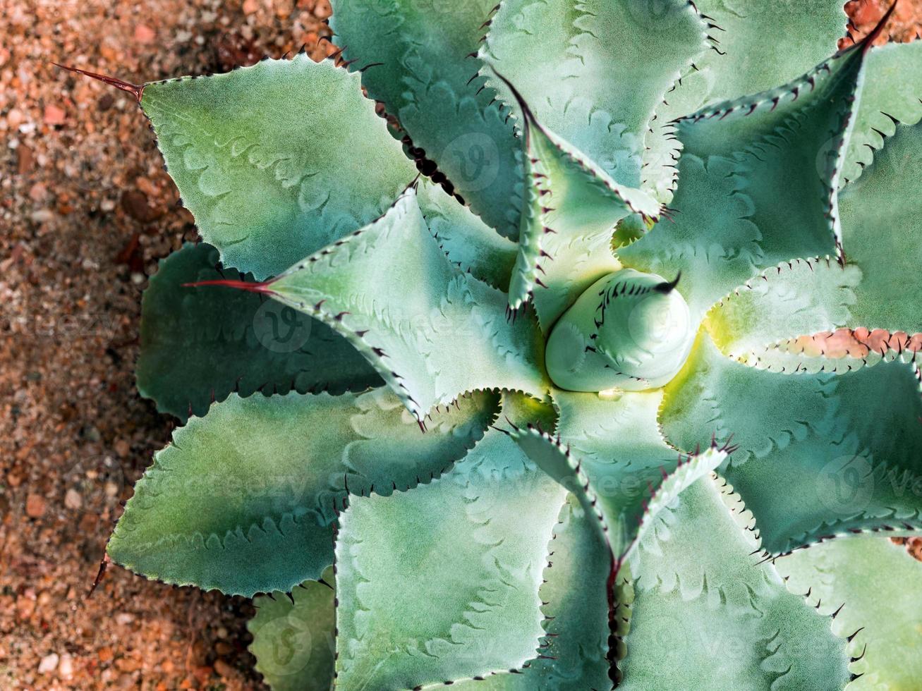 Espina y detalle sobre hojas de agave potatorum, planta suculenta foto