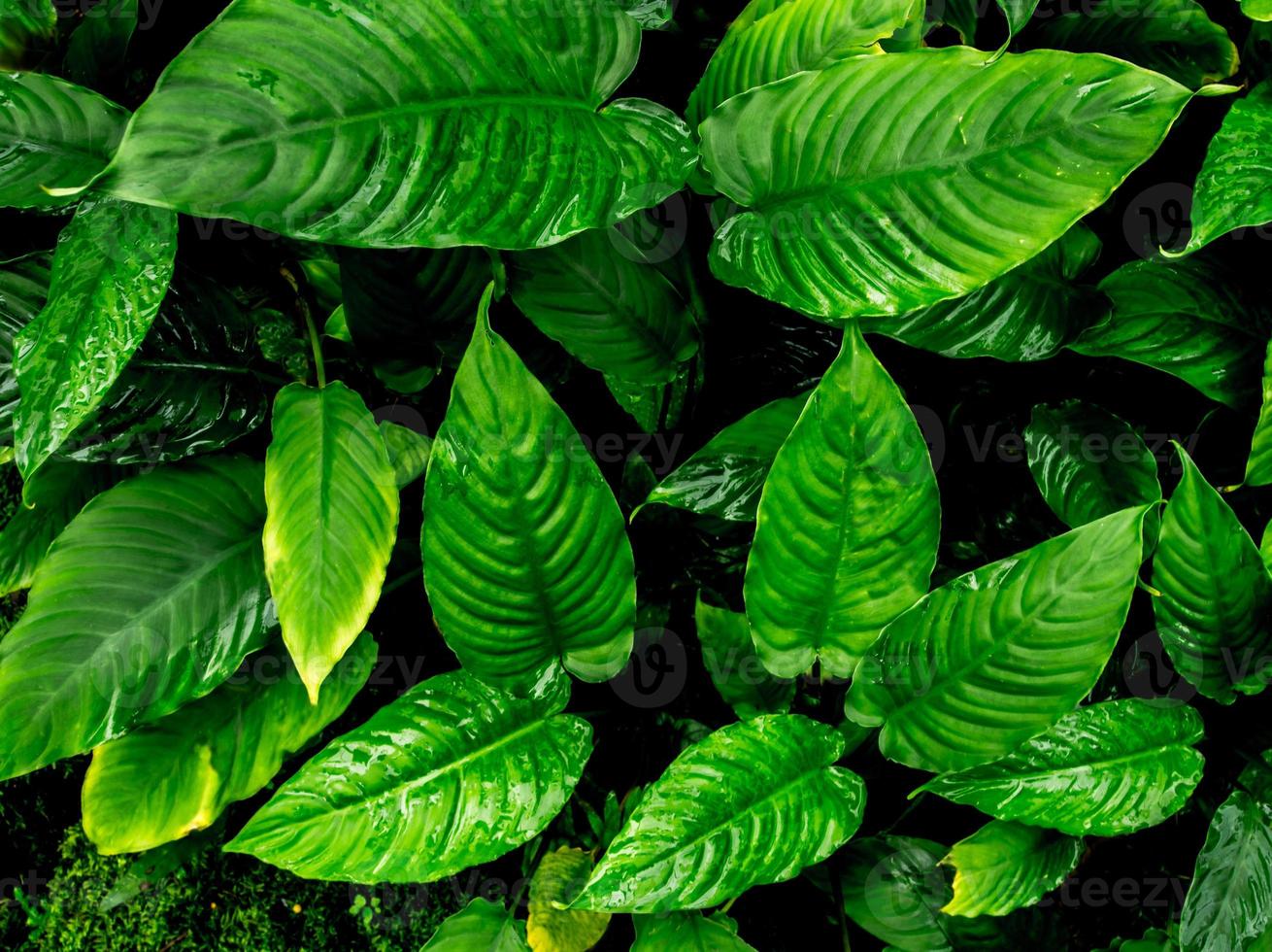 Superficie de hojas tropicales frescas en tono oscuro como fondo de bosque abundante foto