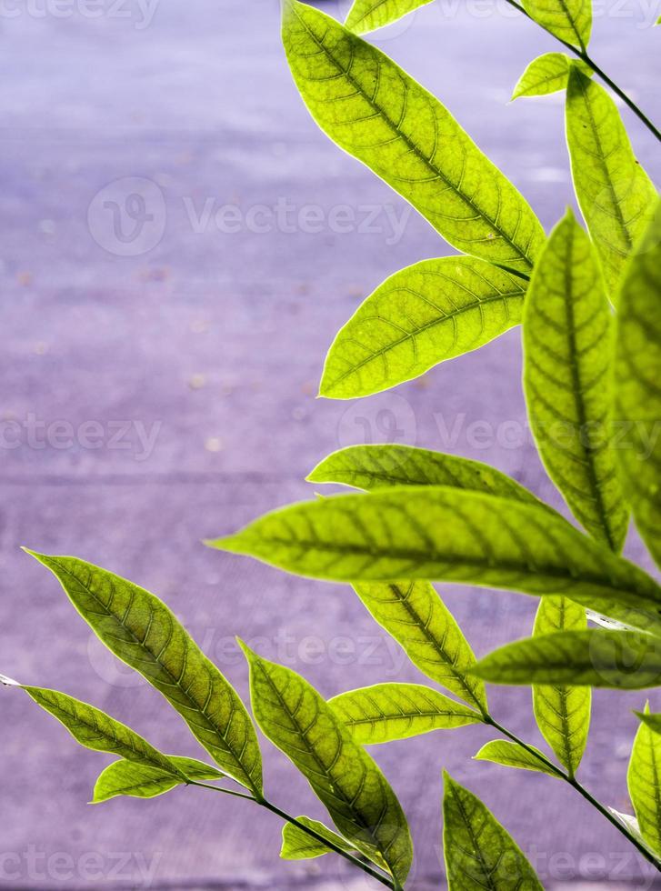 Green leaves of mahogany beside the concrete footpath photo