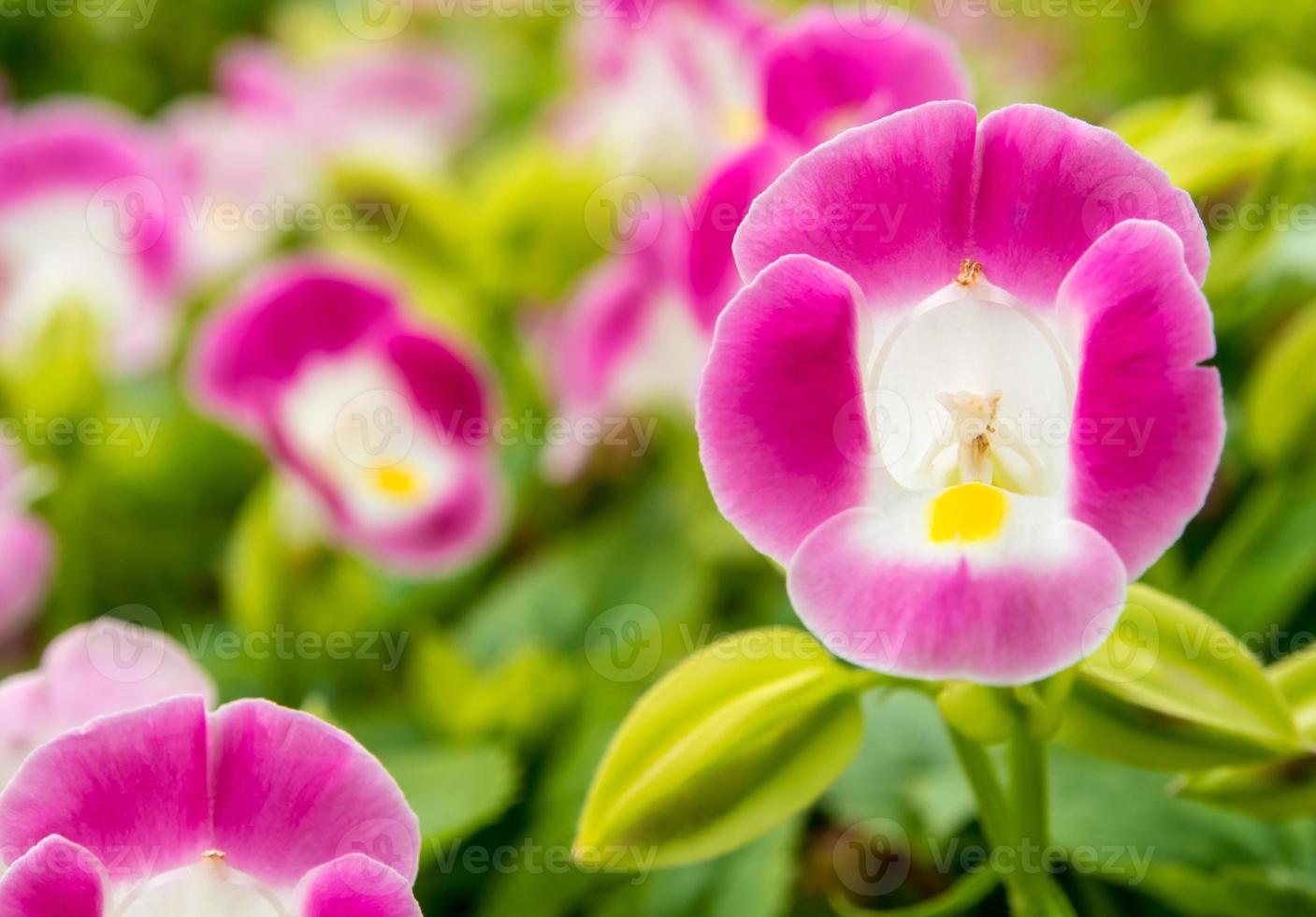 Pink flower blooming in flowerbed garden photo