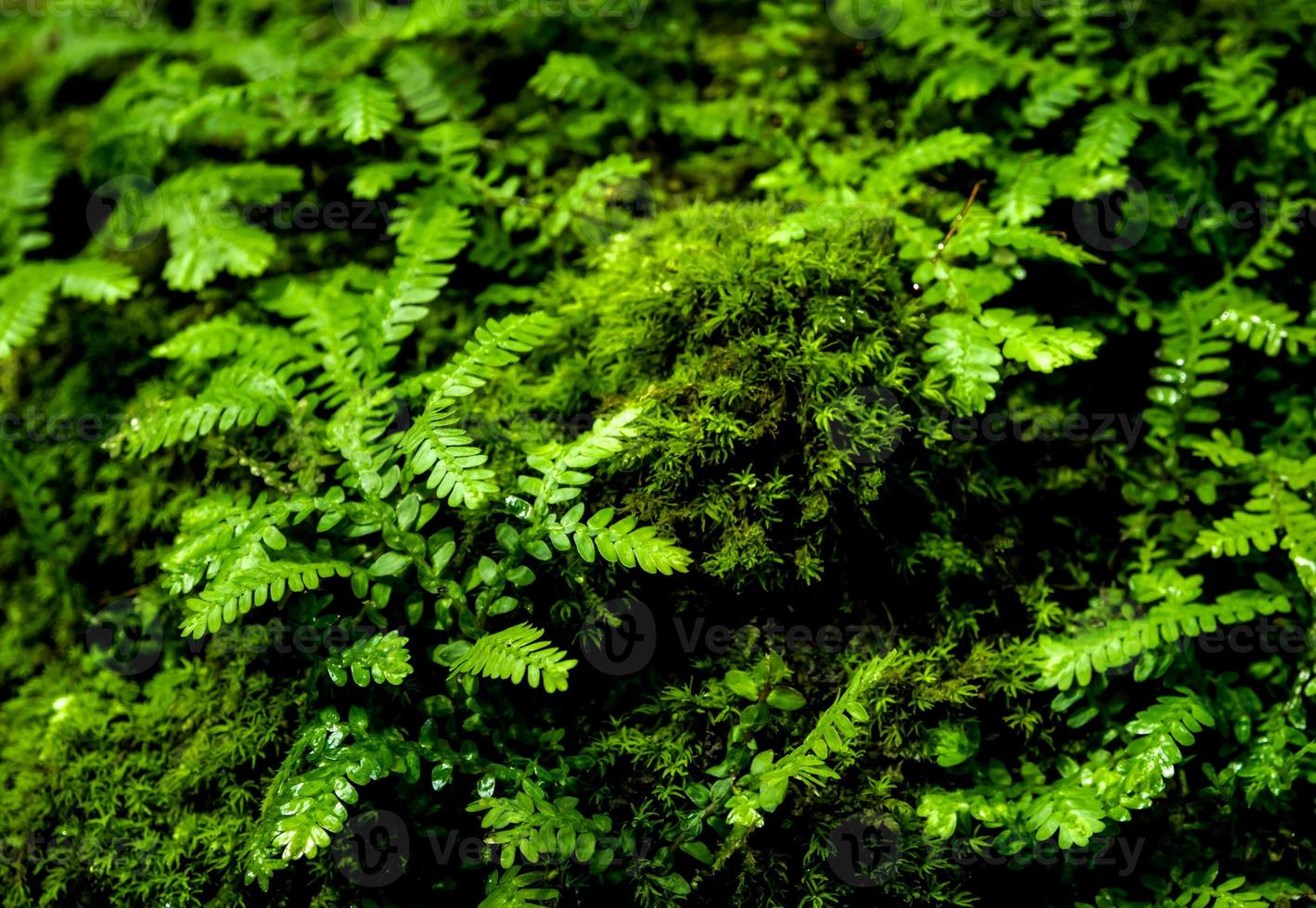 frescura pequeñas hojas de helecho con musgo y algas en el jardín tropical foto