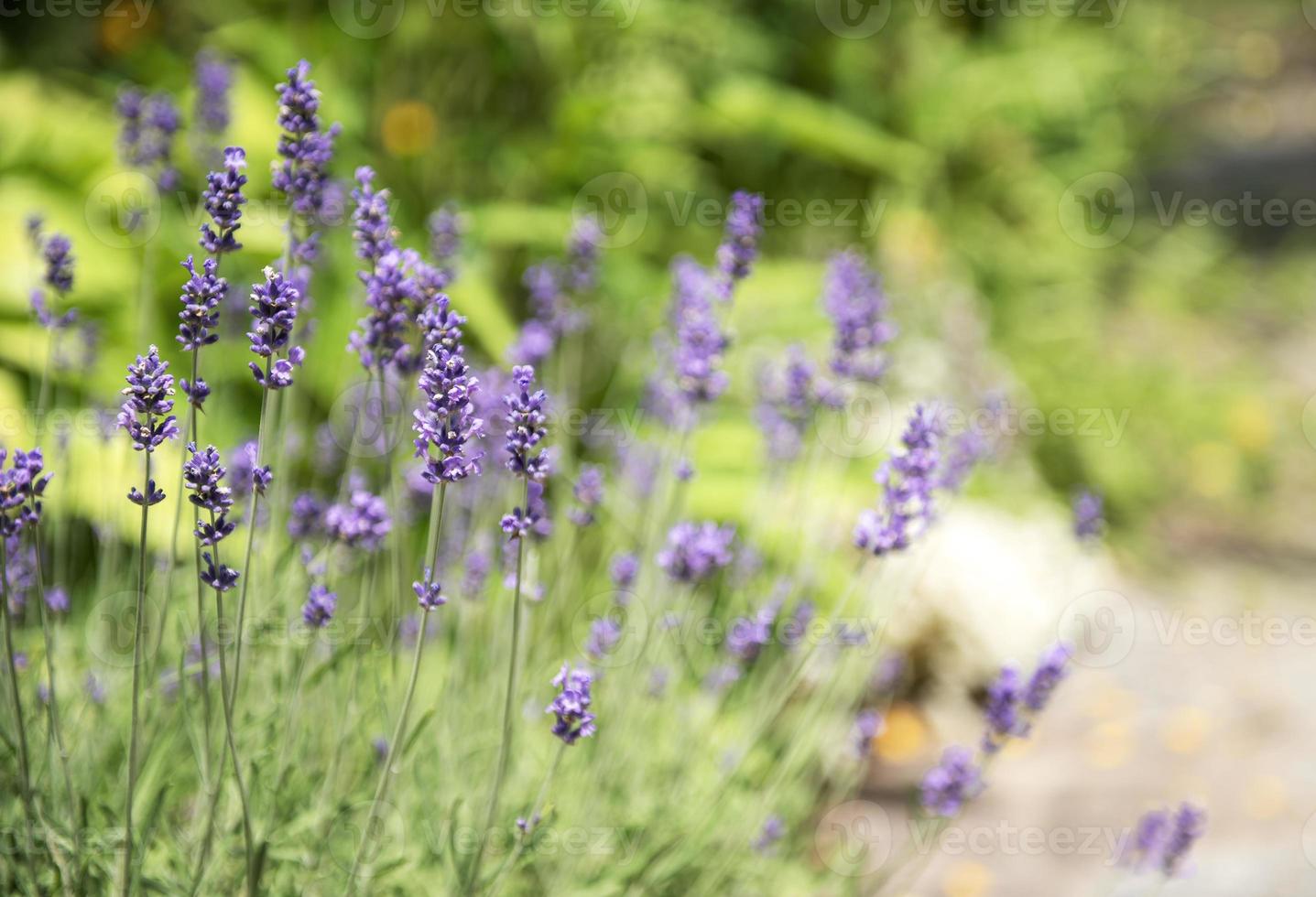 Violet lavender flowers photo