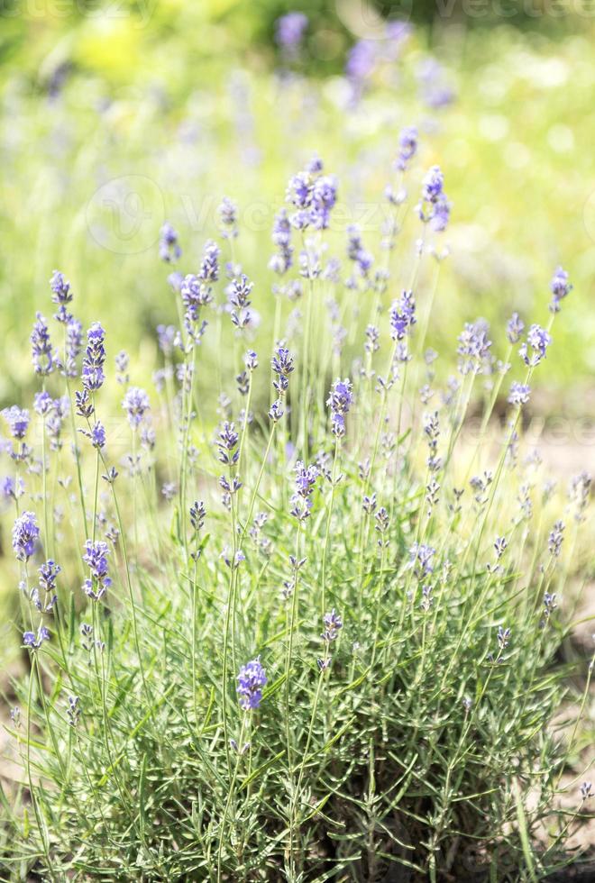 flores de lavanda violeta foto