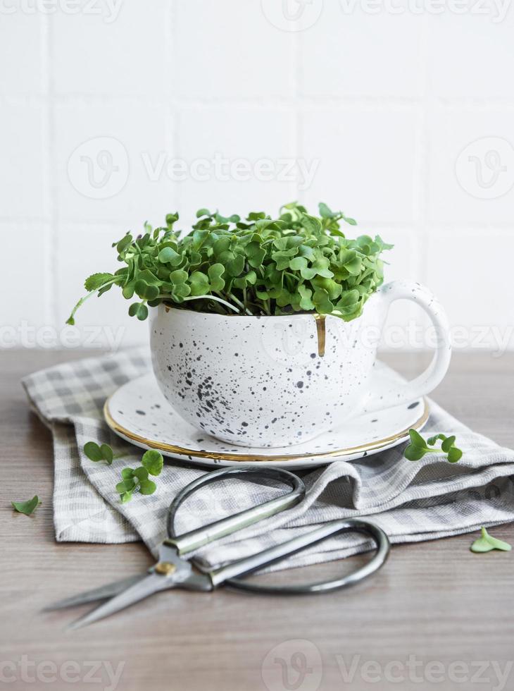 Sprouted radish micro greens photo