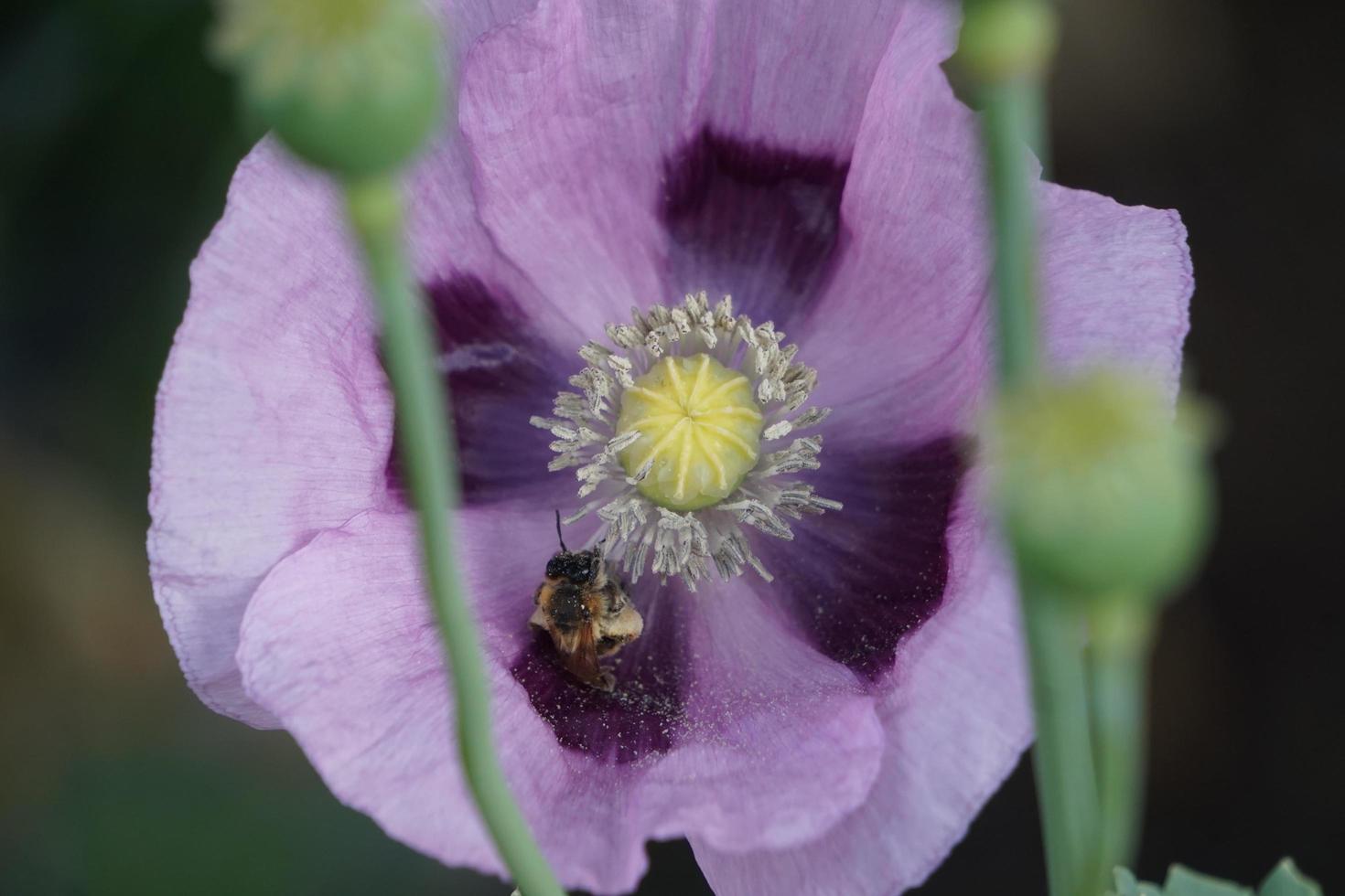 Bee in a purple poppy photo