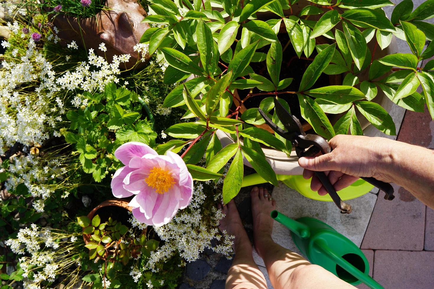 mujer regando el jardin foto