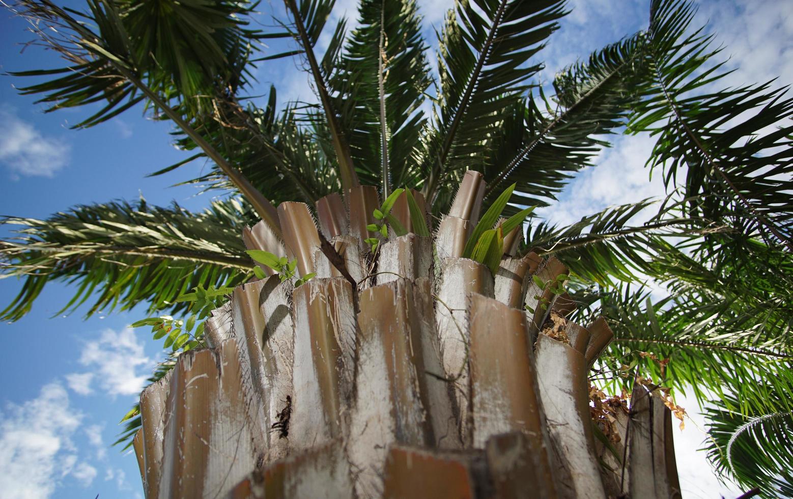 Palm tree trunk in Mekong Delta, Vietnam photo