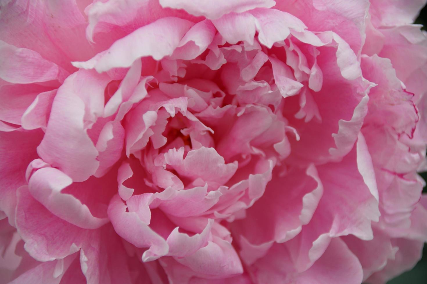 paeonia lactiflora, peonía rosa foto