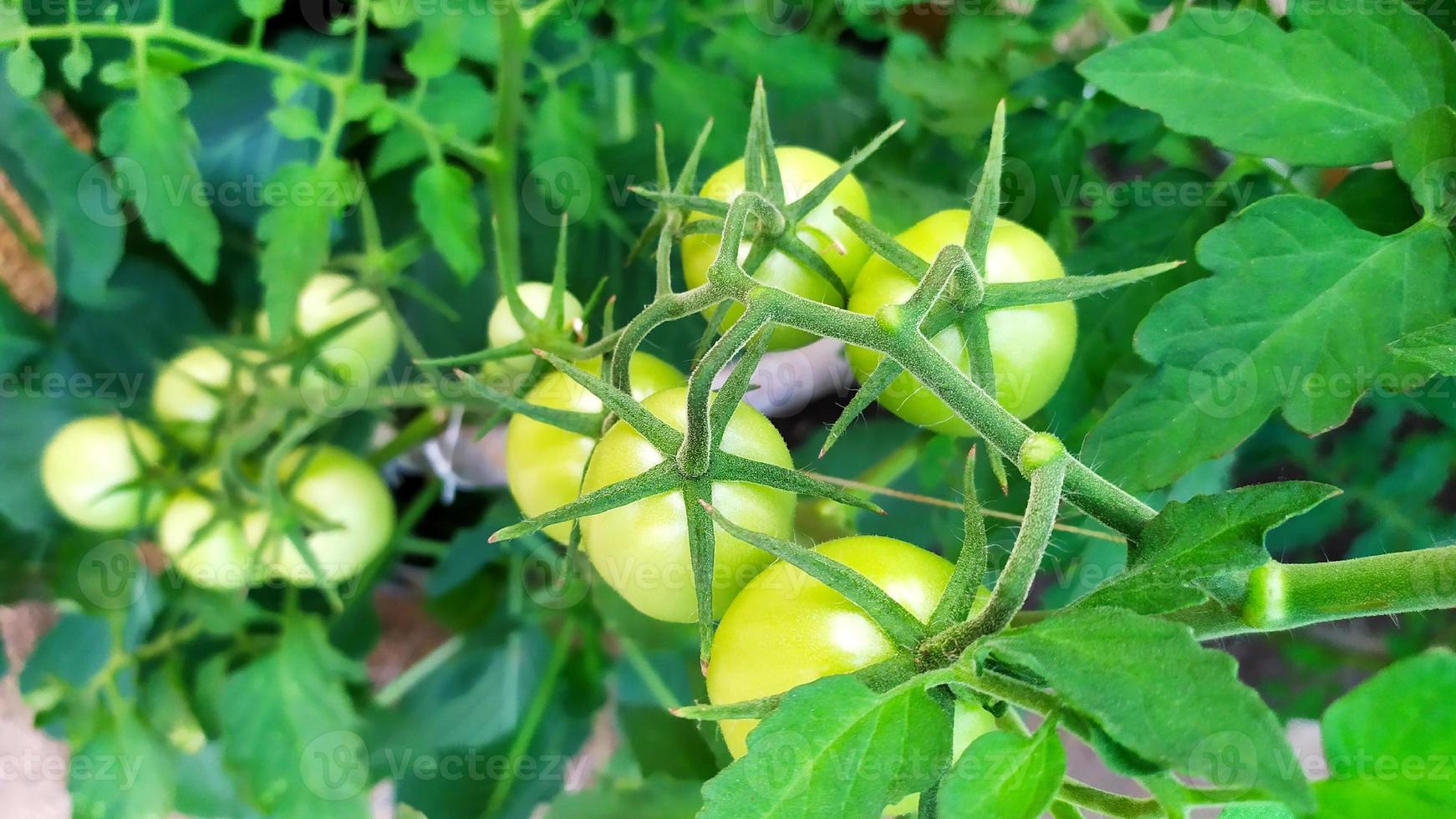 A bunch of green tomatoes. Unripe tomatoes are hanging on a bush photo